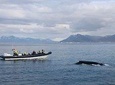 2-Hour RIB Boat Whale Watching Tour from Reykjavik