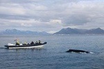2-Hour RIB Boat Whale Watching Tour from Reykjavik