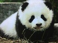 Private Tour All Inclusive-2-Day of Chengdu Discovery with 5star hotel room 