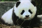 Private Tour All Inclusive-2-Day of Chengdu Discovery with 5star hotel room 