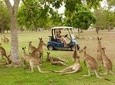 Small-Group Wildlife and Rainforest Tour from Port Douglas