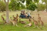 Small-Group Wildlife and Rainforest Tour from Port Douglas