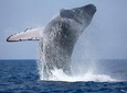 Whale Watching Tour