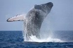 Whale Watching Tour