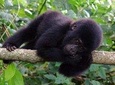 9 days Uganda safari