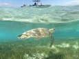 Signal Island Turtle Tour from Noumea