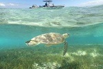 Signal Island Turtle Tour from Noumea