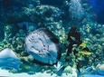 Cairns Aquarium Family Tickets
