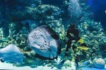 Cairns Aquarium Family Tickets