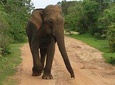 Yala One Day Tour
