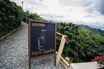 Coffee Tour at Hacienda San Alberto from Salento