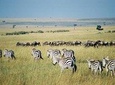 4 Days Group Joining Budget Safari To Masai Mara And Lake Nakuru National Park