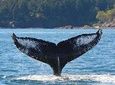 Half-Day Whale Watching Adventure from Telegraph Cove
