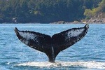 Half-Day Whale Watching Adventure from Telegraph Cove