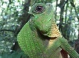 Sinharaja Rain Forest One Day tour
