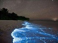 Bioluminescence Tour