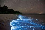 Bioluminescence Tour