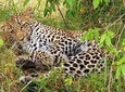 3 days 2 nights budget group safari to Maasai Mara National Reserve