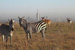 Early Morning Half Day Mini Safari To Nairobi National Park
