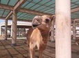 Bahrain City Tour-Private Tour