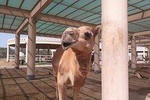 Bahrain City Tour-Private Tour