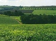 Day Tour To Kiambethu Tea Farm in Limuru