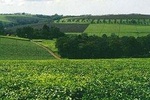 Day Tour To Kiambethu Tea Farm in Limuru