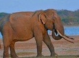 sinharaja udawalawa two days Tour