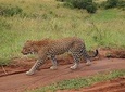 4 days group joining budget safari to Maasai Mara only