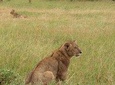 8 Days Budget Group Joining Kenya And Tanzania Safari