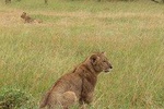 8 Days Budget Group Joining Kenya And Tanzania Safari