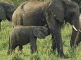4 hrs Elephant Orphanage and Giraffe Center Tour From your Hotel in Nairobi