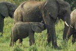 4 hrs Elephant Orphanage and Giraffe Center Tour From your Hotel in Nairobi