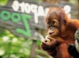 Ipoh Day Tour with Orang Utan Island Visit
