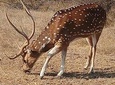 5 Days Golden Triangle Tour with Ranthambore(Delhi Agra Jaipur Ranthambore Tour)