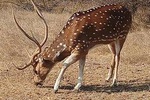 5 Days Golden Triangle Tour with Ranthambore(Delhi Agra Jaipur Ranthambore Tour)