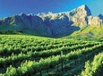 Cape Winelands Tour