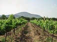 Vineyard & Peña de Bernal from Mexico City in a day
