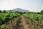 Vineyard & Peña de Bernal from Mexico City in a day