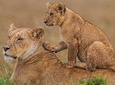 8 days 7 night best of Kenya and Tanzania private lodging safari