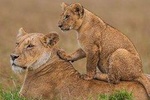 8 days 7 night best of Kenya and Tanzania private lodging safari