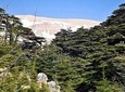 Cedars Forest Hiking (full day)