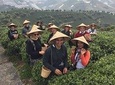 Private Tour-Yangshuo Seven Fairies Peak tea plantation and Xianggong hill