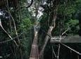Taman Negara Day Tour with Canopy Walk