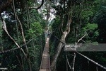 Taman Negara Day Tour with Canopy Walk