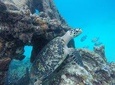 Barbados Catamaran Cruise sailing lunch snorkel and swim excursion 