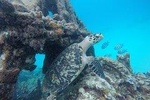 Barbados Catamaran Cruise sailing lunch snorkel and swim excursion 