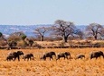 8 Days / 7 Nights TANZANIA LODGE SAFARI – Wildlife Trails and Treks