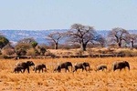 8 Days / 7 Nights TANZANIA LODGE SAFARI – Wildlife Trails and Treks