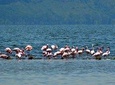 Day Tour To Lake Nakuru Park With Optional Boat Ride on Lake Naivasha 